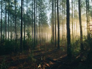 photography of tall trees at daytime by Steven Kamenar courtesy of Unsplash.