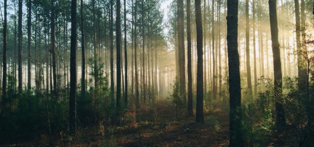 photography of tall trees at daytime by Steven Kamenar courtesy of Unsplash.